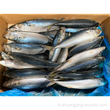 Mackerel congelé du Pacifique de haute qualité 6-8pcs / kg pour la mise en conserve